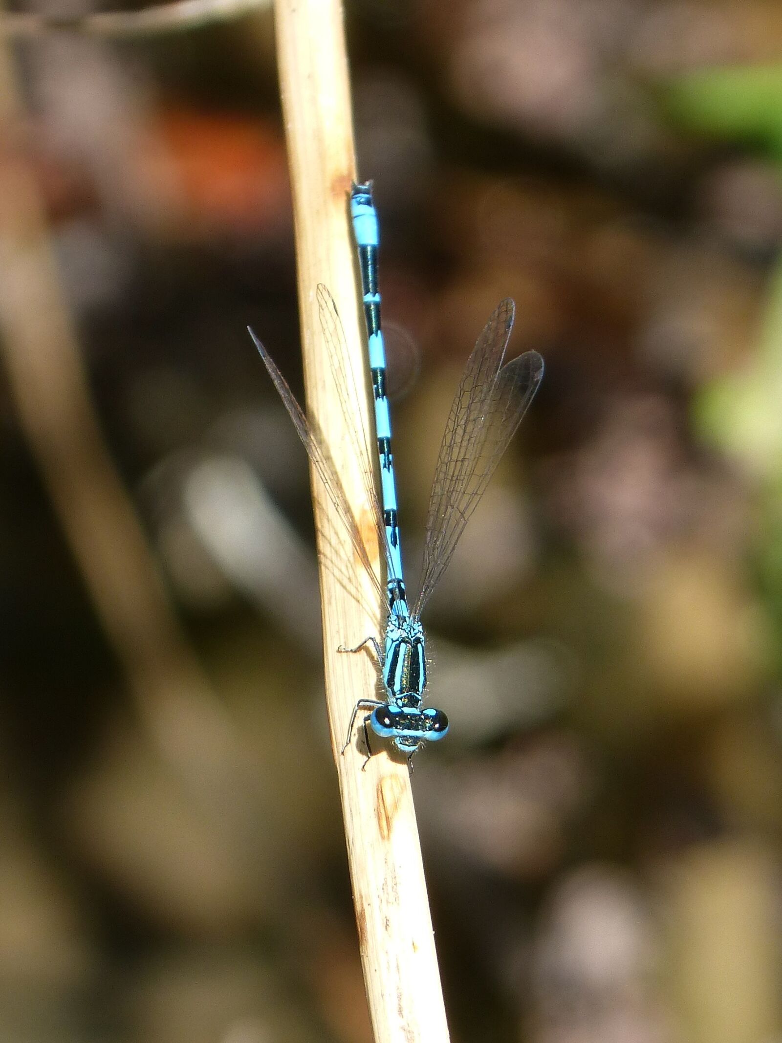 Panasonic DMC-FZ62 sample photo. Dragonfly, blue dragonfly, stem photography