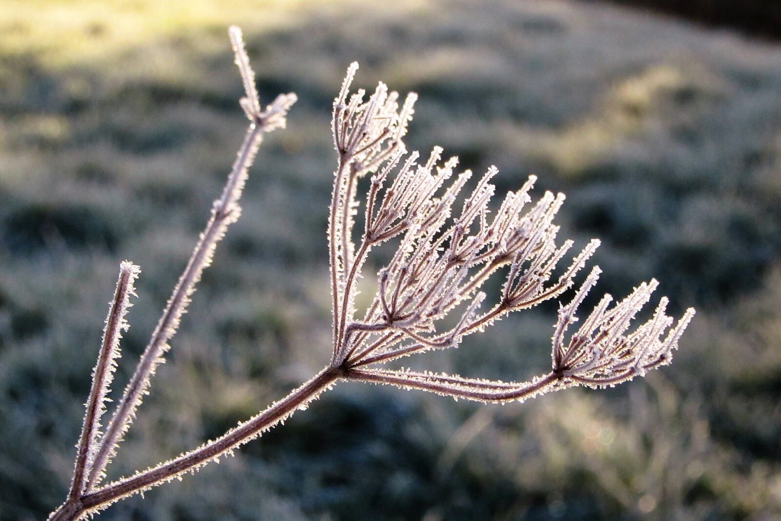 Canon PowerShot SX610 HS sample photo. Branch, frozen, winter photography