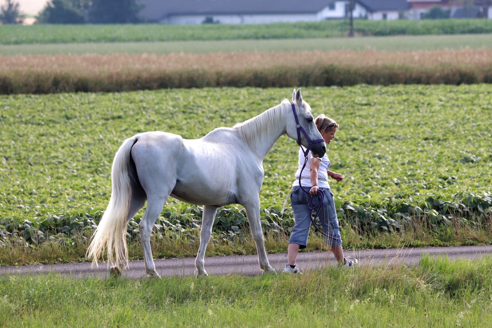 Canon EF 70-300 F4-5.6 IS II USM sample photo. Horse, old, output photography