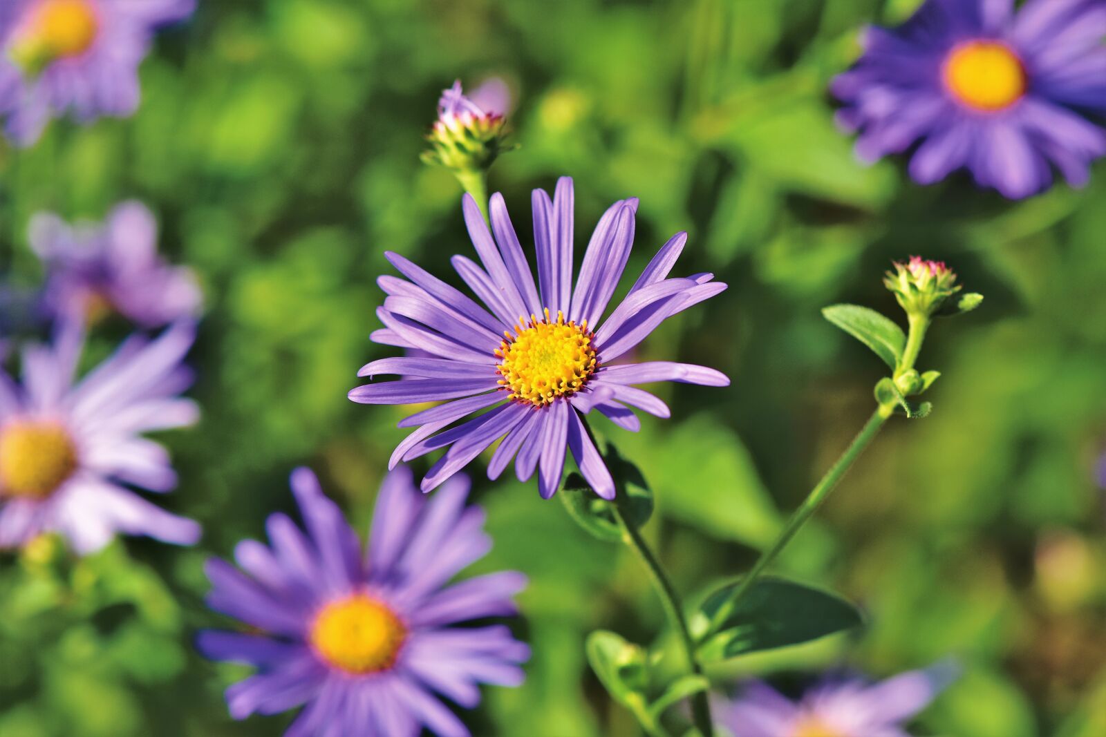 Nikon D7200 sample photo. Aster, composites, purple photography
