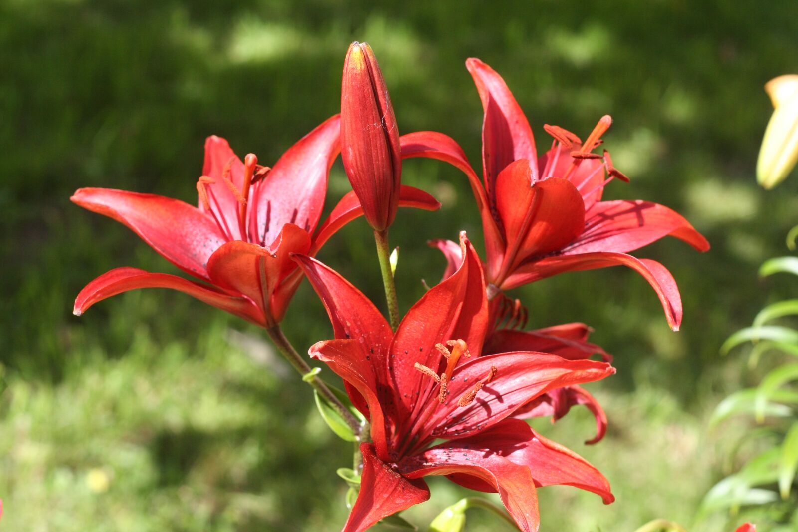 Canon EOS 350D (EOS Digital Rebel XT / EOS Kiss Digital N) sample photo. Flowers, lily, red photography