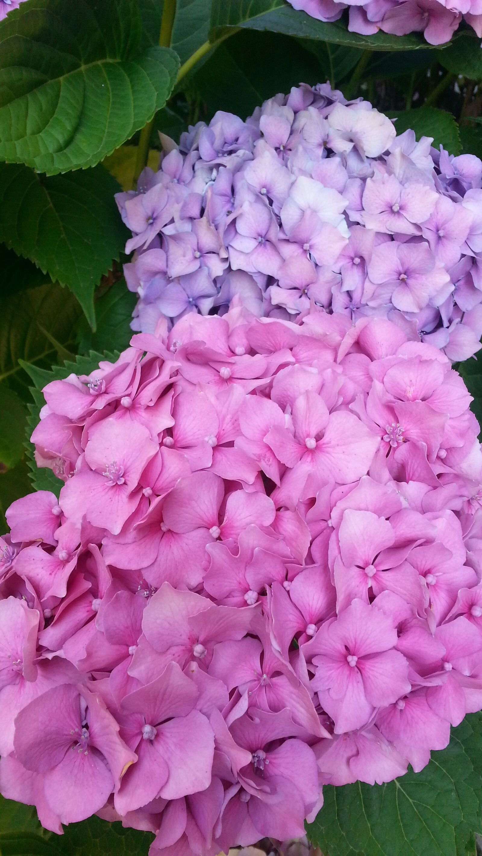 Samsung Galaxy S3 sample photo. Hydrangea, flower, pink photography