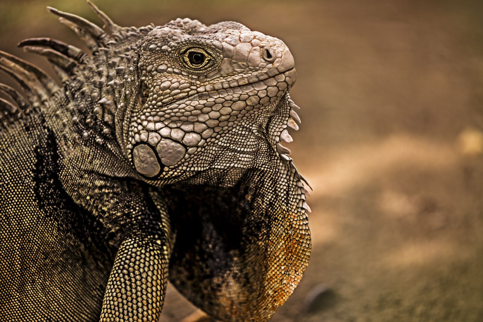 Nikon D600 sample photo. Iguana, reptile, lizard photography