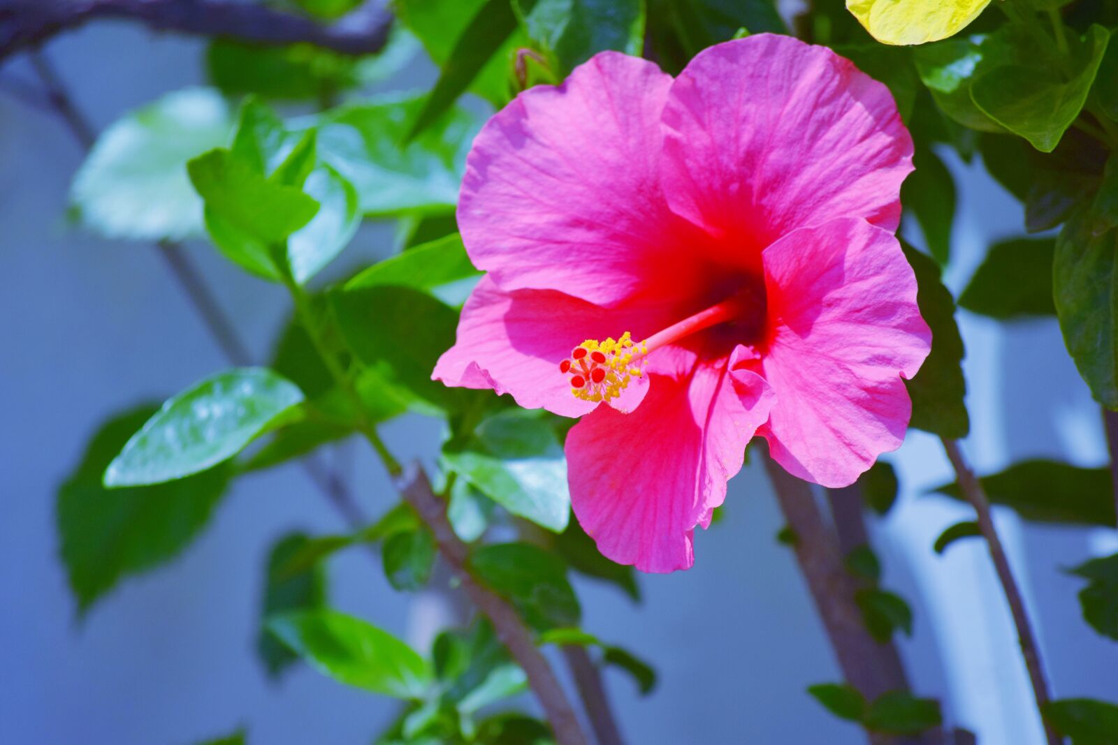 Nikon D5300 sample photo. Hibiscus, red, flower photography