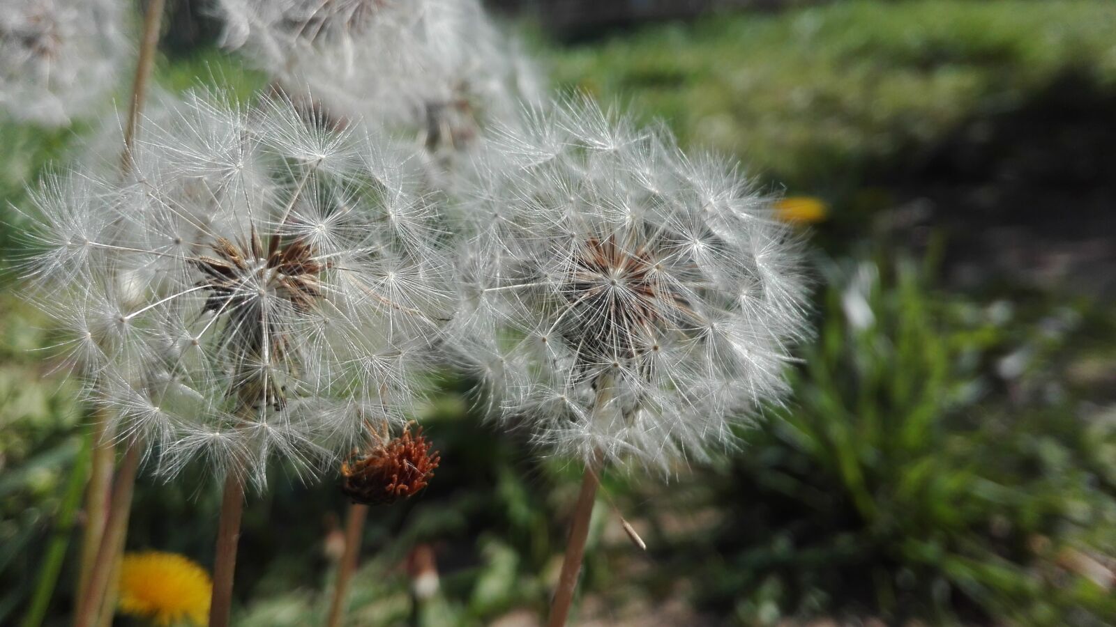 HUAWEI P8 Lite sample photo. Grass, prato, green photography