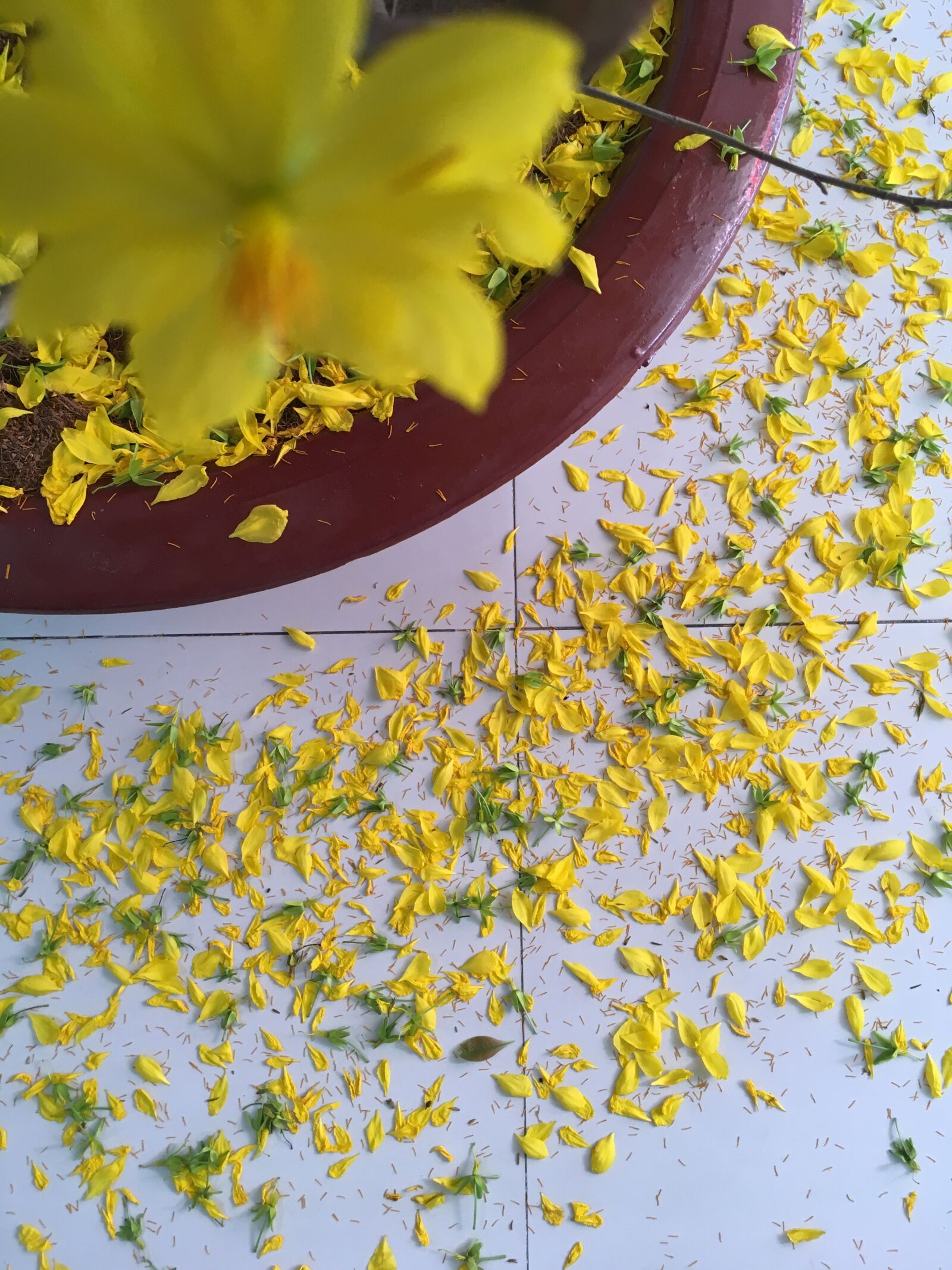 iPhone SE back camera 4.15mm f/2.2 sample photo. Drop flowers, yellow, bloom photography