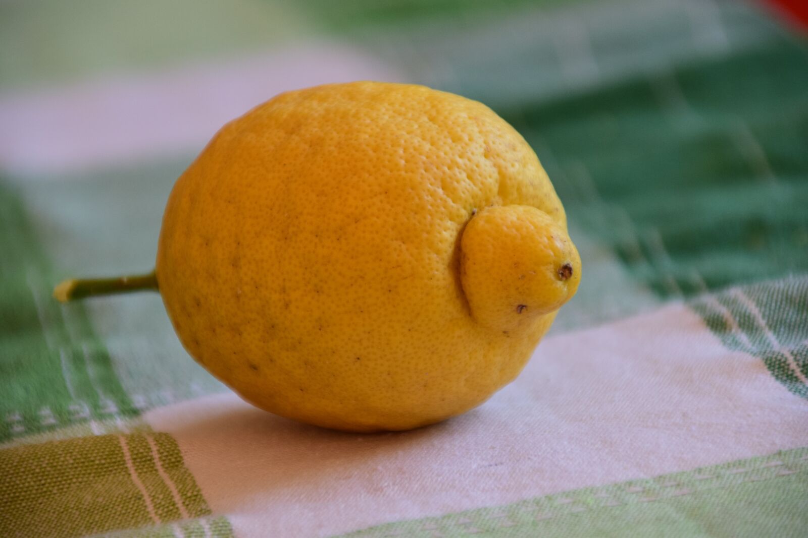 Nikon D3300 sample photo. Lemon, sour, yellow photography