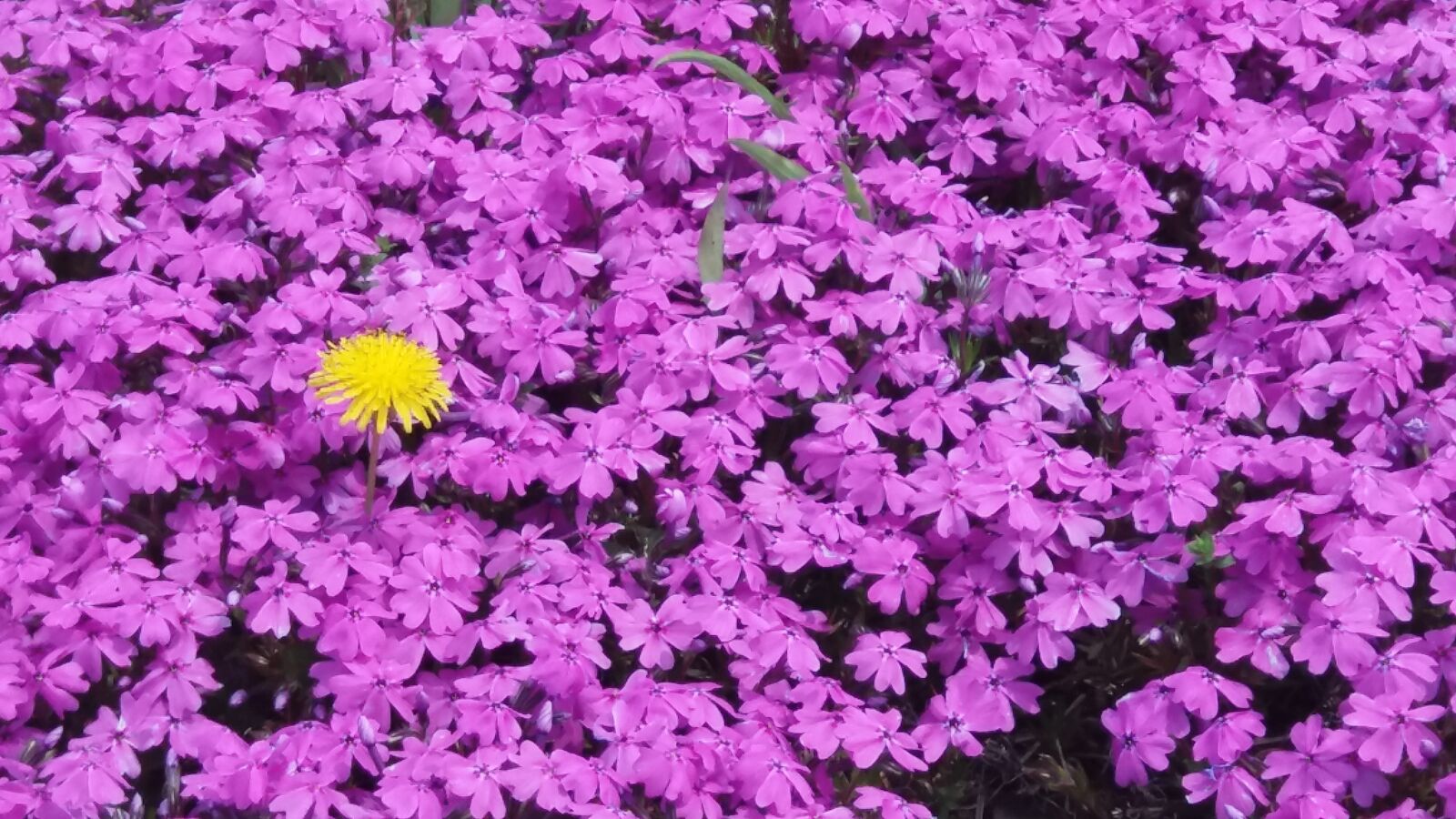 Samsung Galaxy J7 sample photo. Flowers, yellow, colorful photography