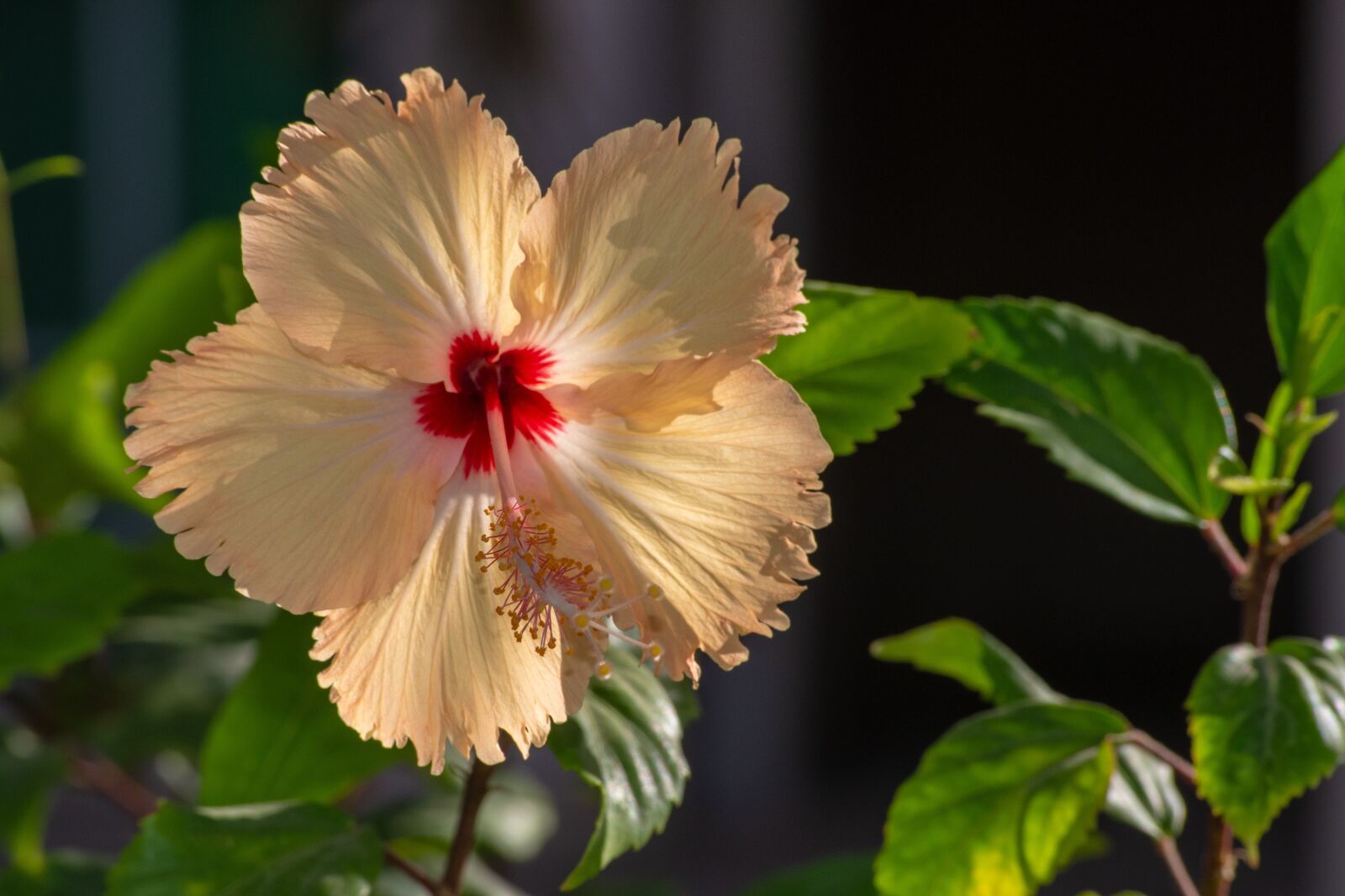 Nikon D7200 sample photo. Bloom, blossom, china photography