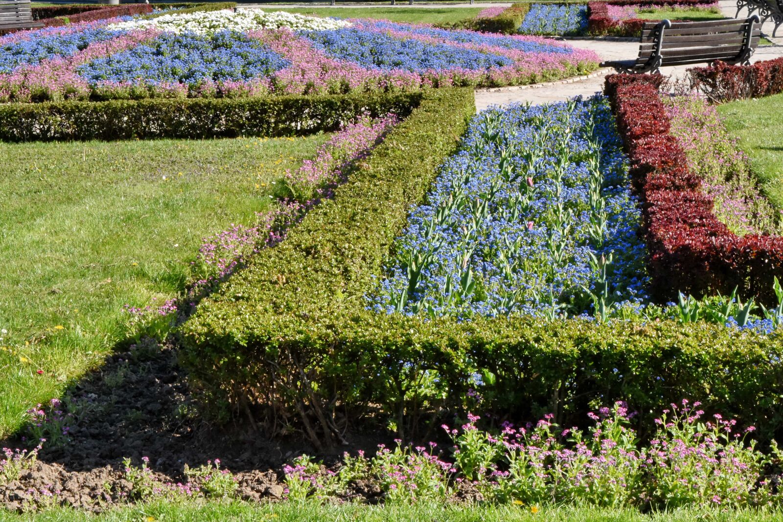 Nikon D5500 sample photo. Shrub, flora, lavender, flower photography