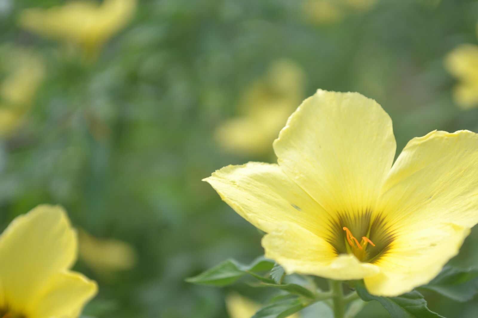 Nikon D3100 sample photo. Flowers, view, yellow flowers photography