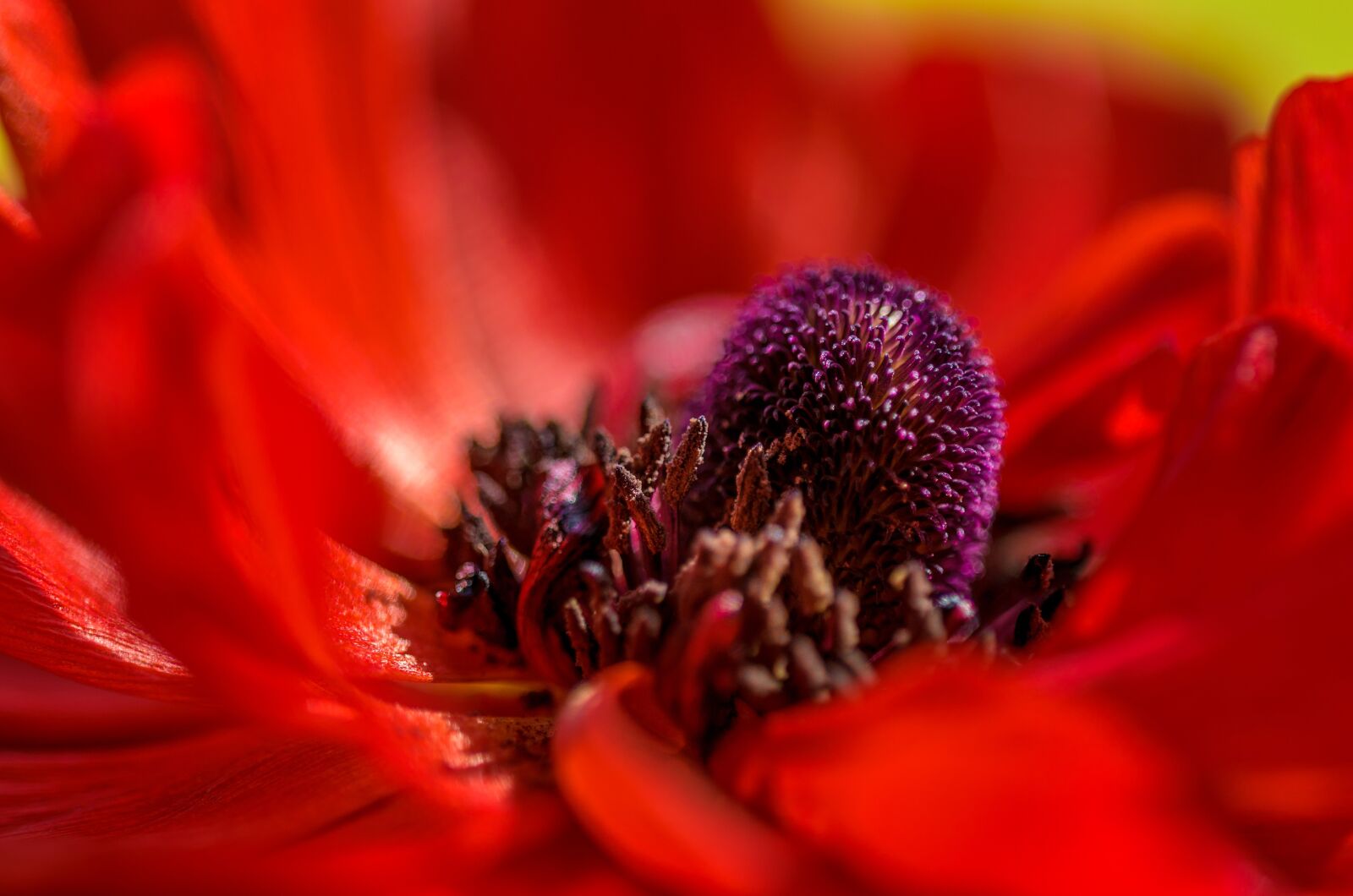 Nikon D7000 sample photo. Poppy, center, macro photography