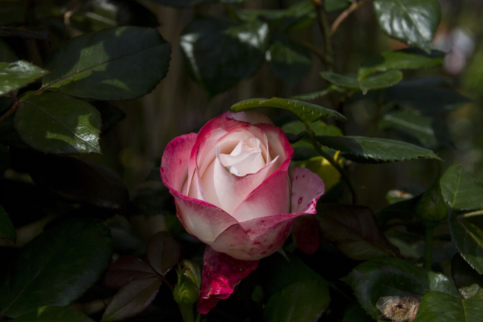 Canon EOS 60D sample photo. Rose, flower, nature photography