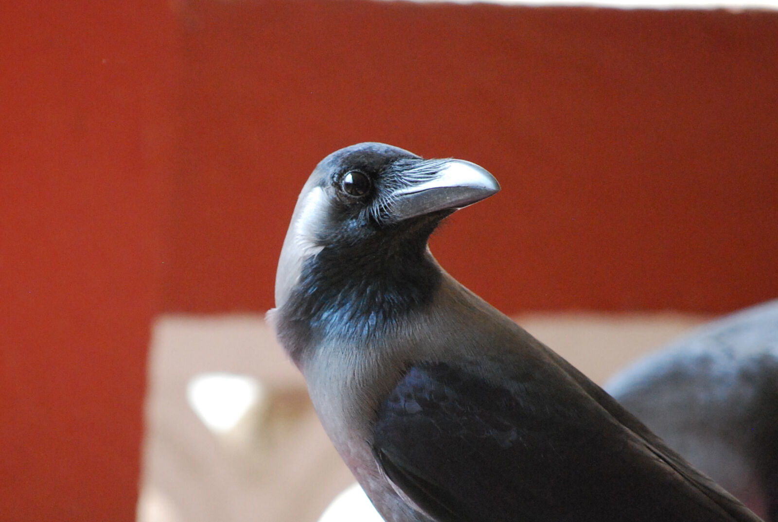 Nikon D40X sample photo. Crow, silver photography