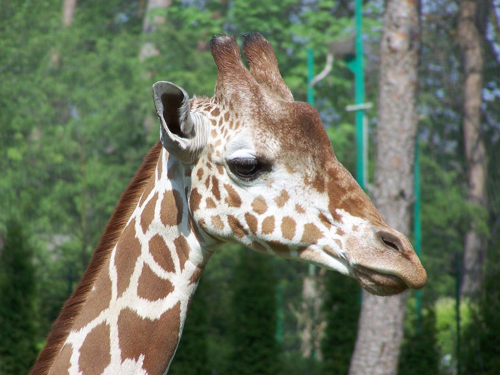 Kodak Z740 ZOOM DIGITAL CAMERA sample photo. Giraffe, animal, zoo photography