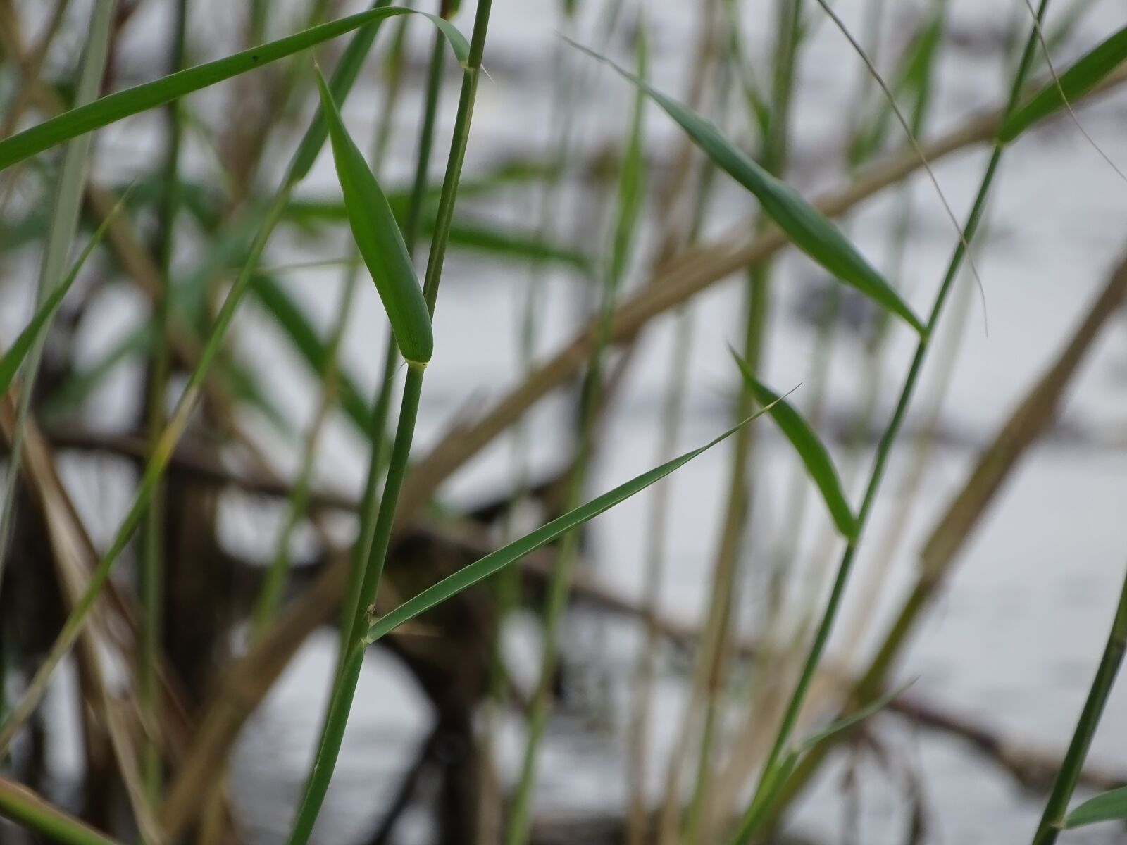 Sony Cyber-shot DSC-HX400V sample photo. Grass, green, water photography