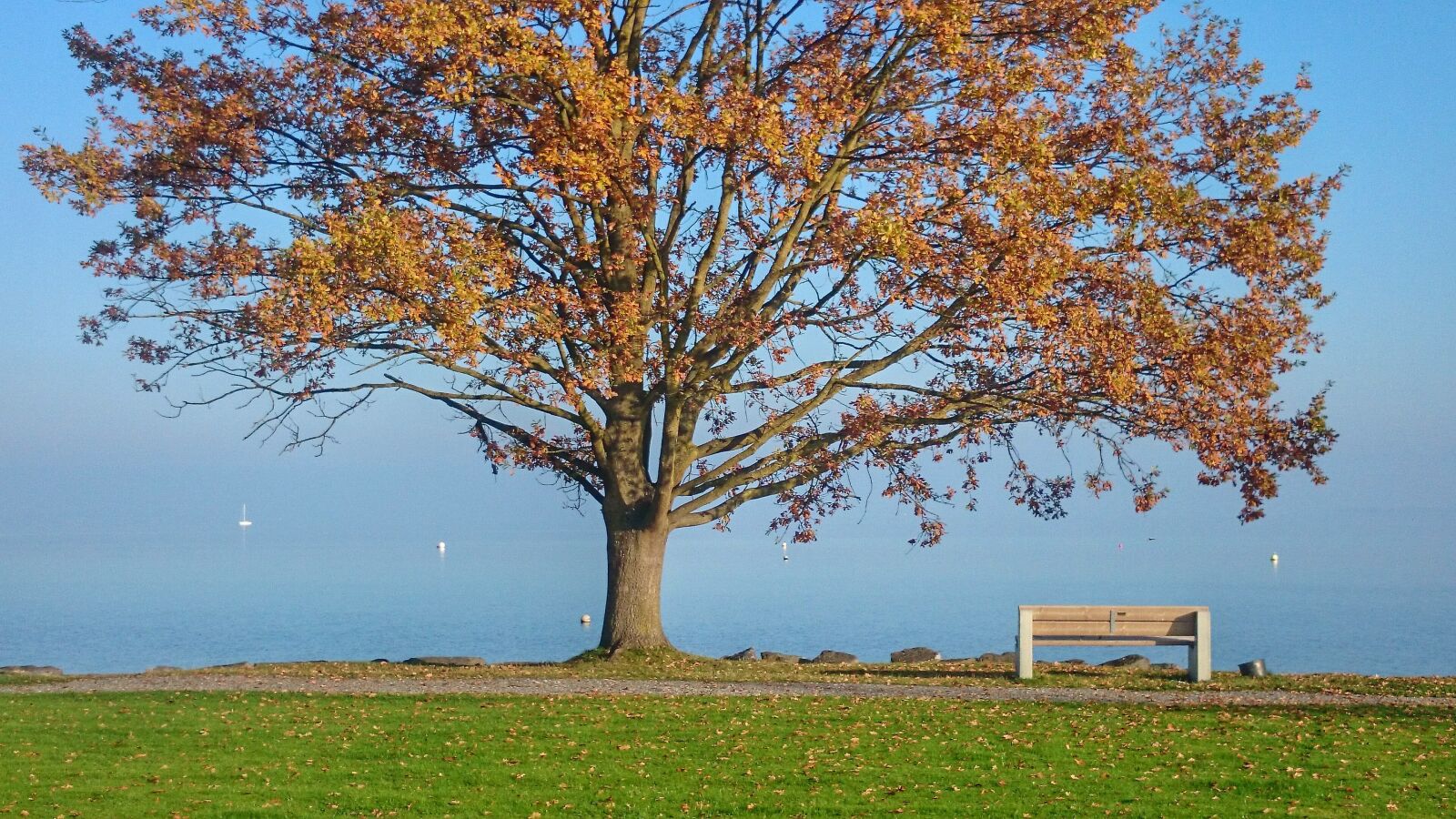 Sony Xperia Z1 Compact sample photo. Autumn, tree, lake photography