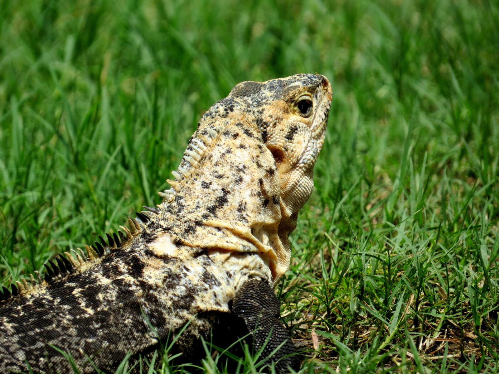 Canon PowerShot SX50 HS sample photo. Iguana, nature, reptile photography