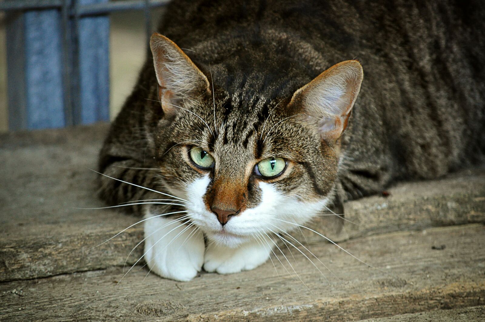 Nikon D5000 sample photo. Cat's eyes, animal shelter photography