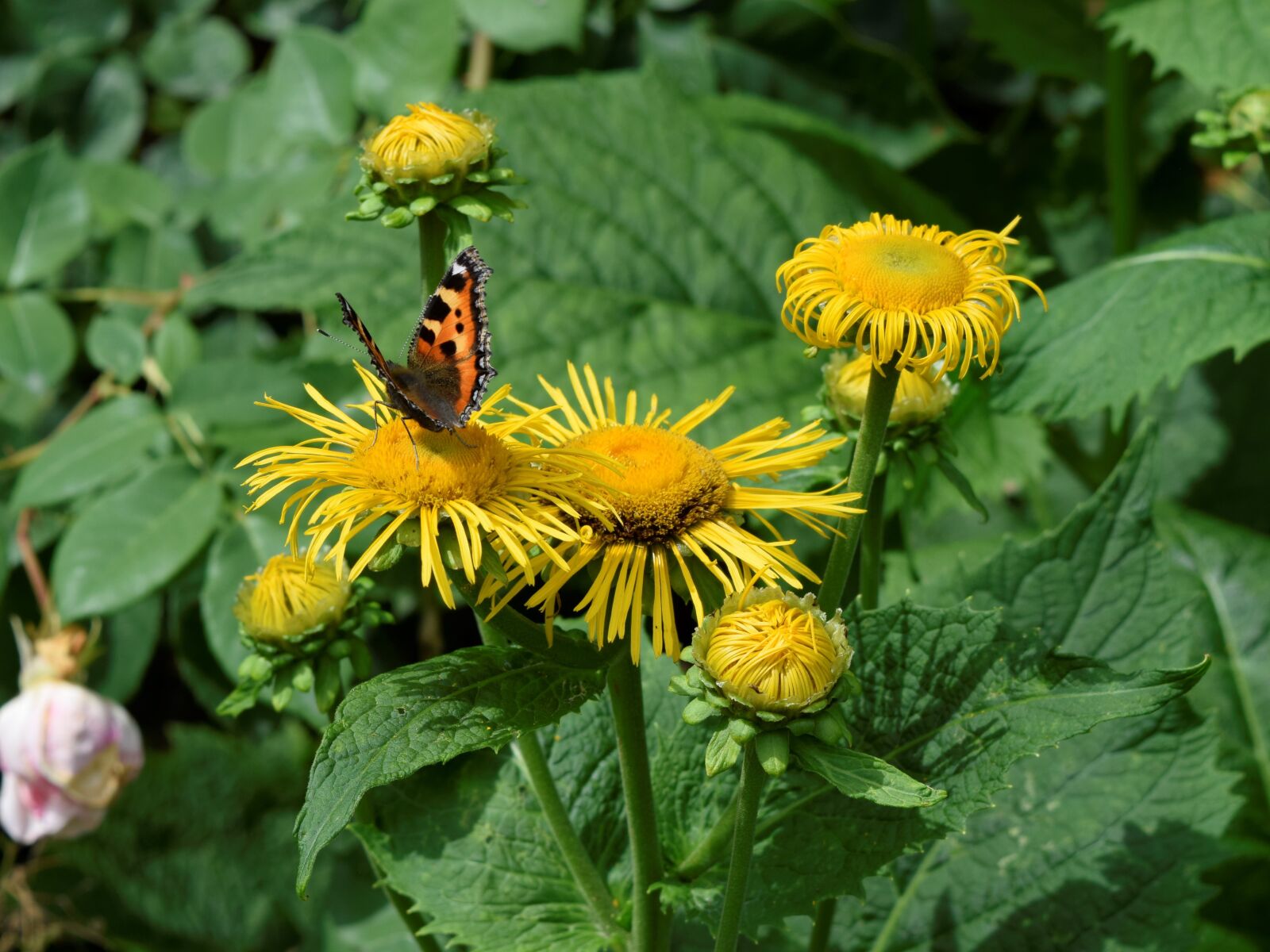 Nikon D5300 sample photo. Butterfly, flowers, yellow photography