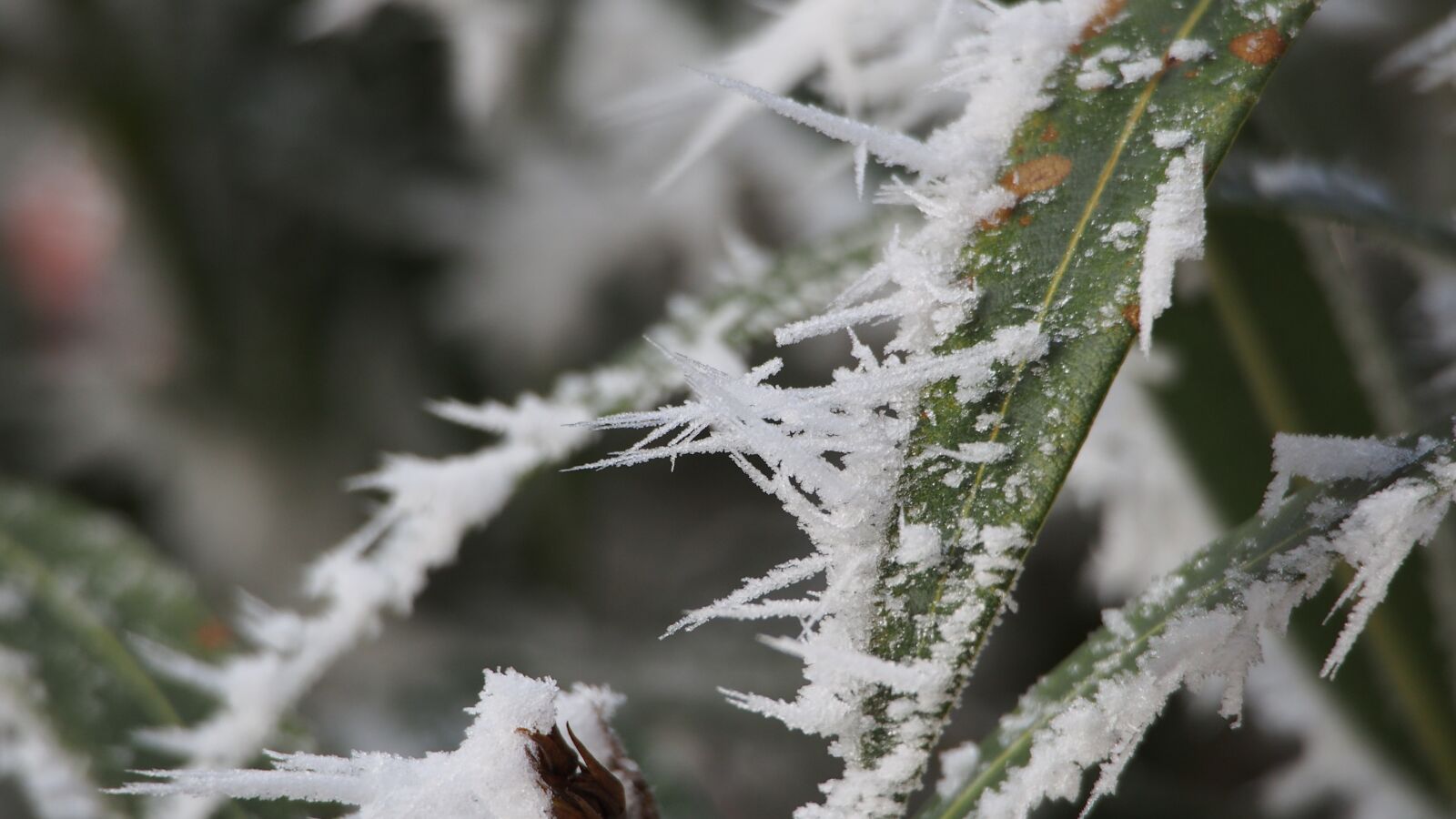 Olympus PEN E-PL6 sample photo. Snow, ice, frost photography