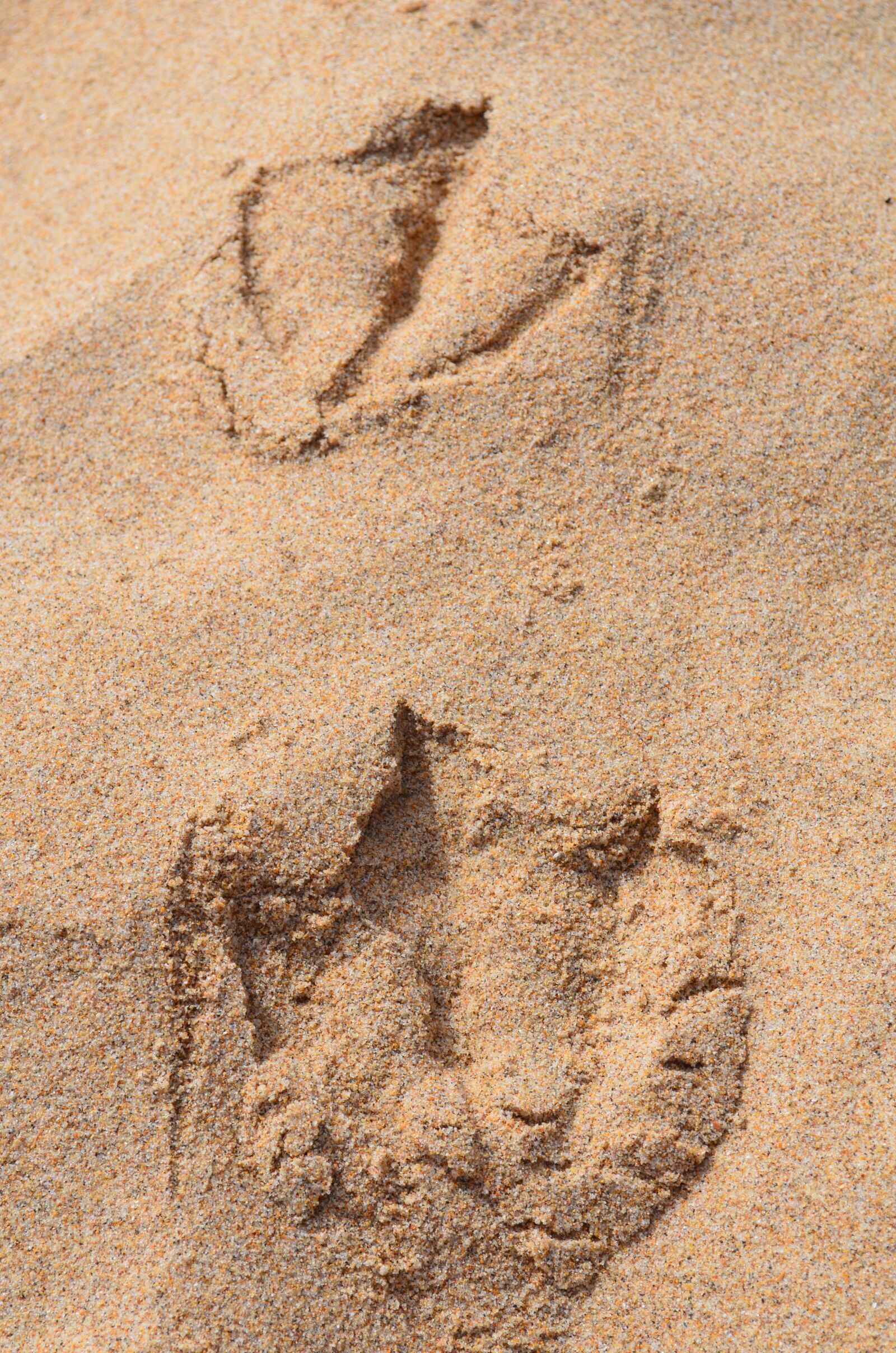 Nikon D5100 sample photo. Seagull, beach, sand photography