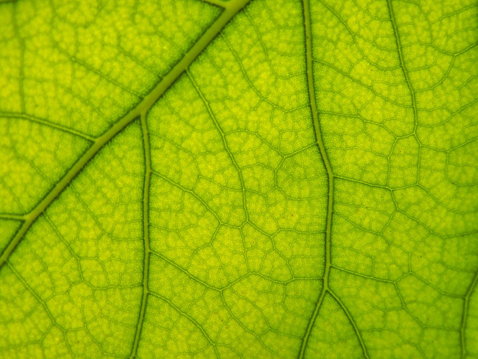 Panasonic DMC-FZ8 sample photo. Leaf, plant, botany photography