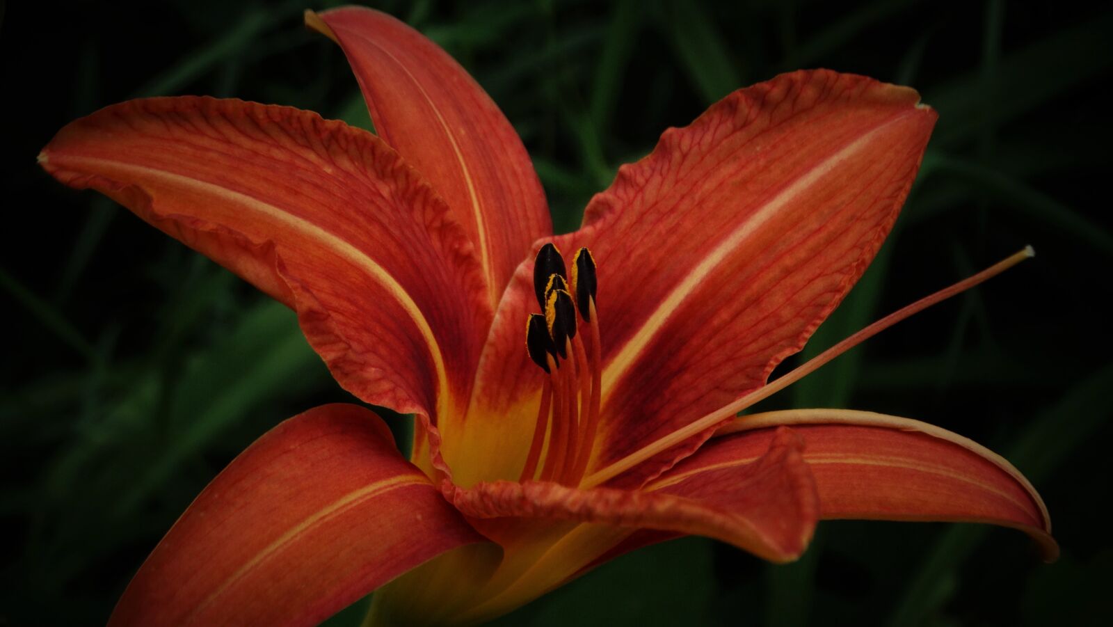 Sony Cyber-shot DSC-HX300 sample photo. Lily, flower, blossom photography