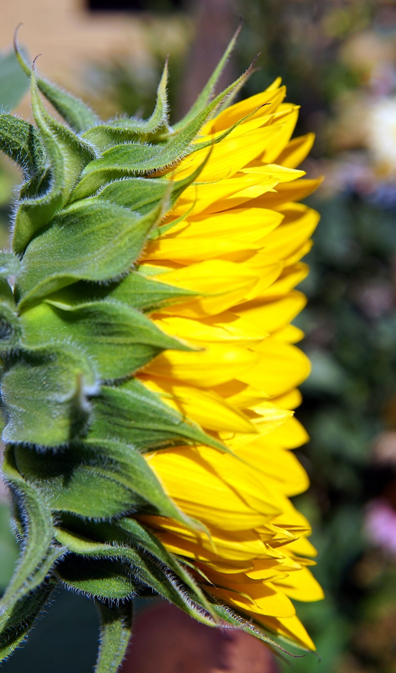 Sigma 30mm F1.4 DC DN | C sample photo. Sunflower, yellow, flower photography