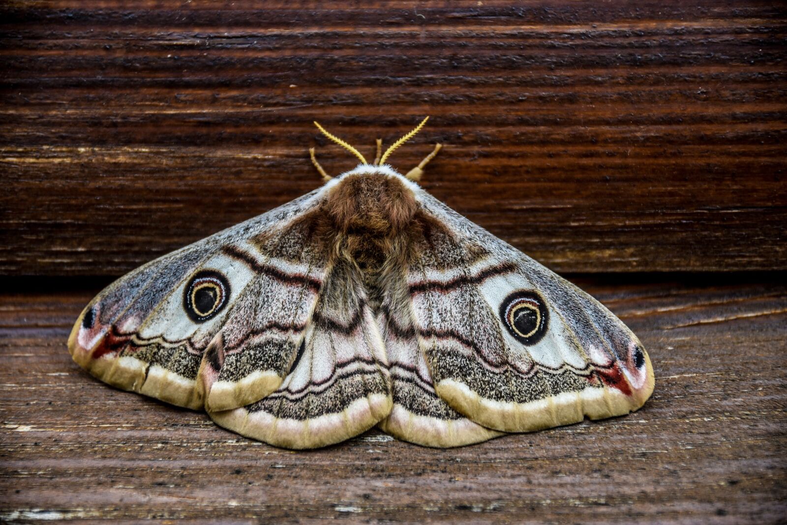 Nikon D750 sample photo. Nature, animals, butterfly photography