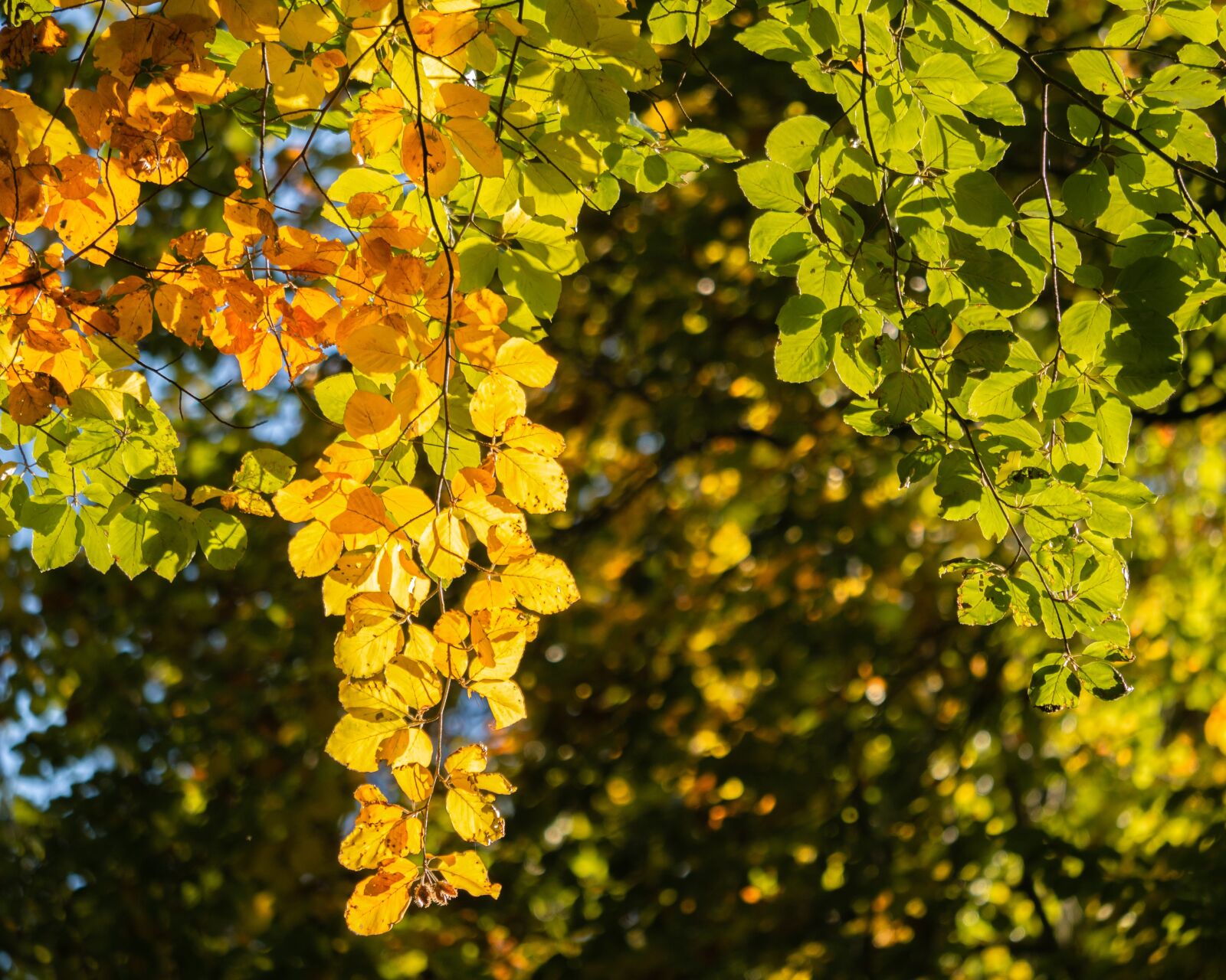 LUMIX G VARIO 100-300/F4.0-5.6II sample photo. Tree, branch, leaves photography