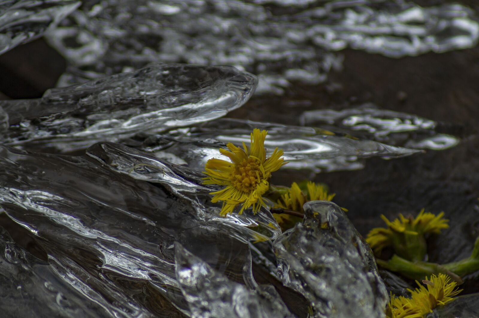 Sony SLT-A37 sample photo. Nature, flower, ice photography