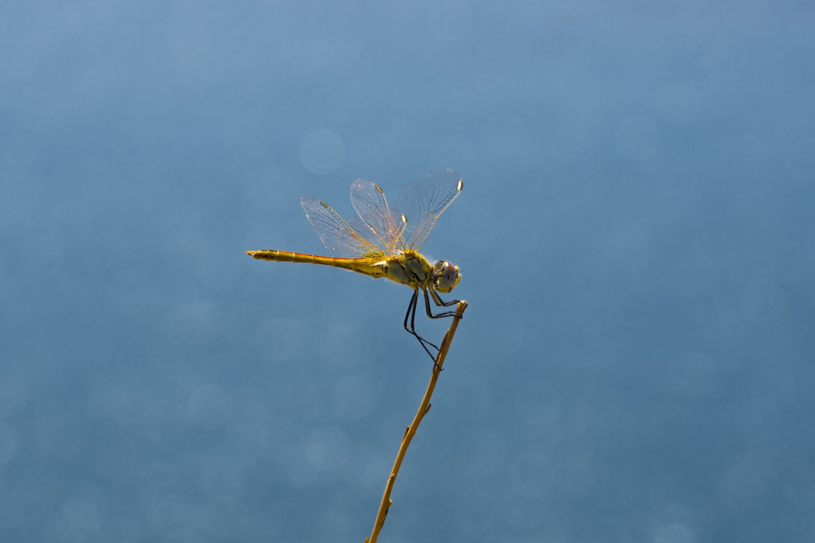 Nikon D7200 sample photo. Dragonfly, wing, golden photography