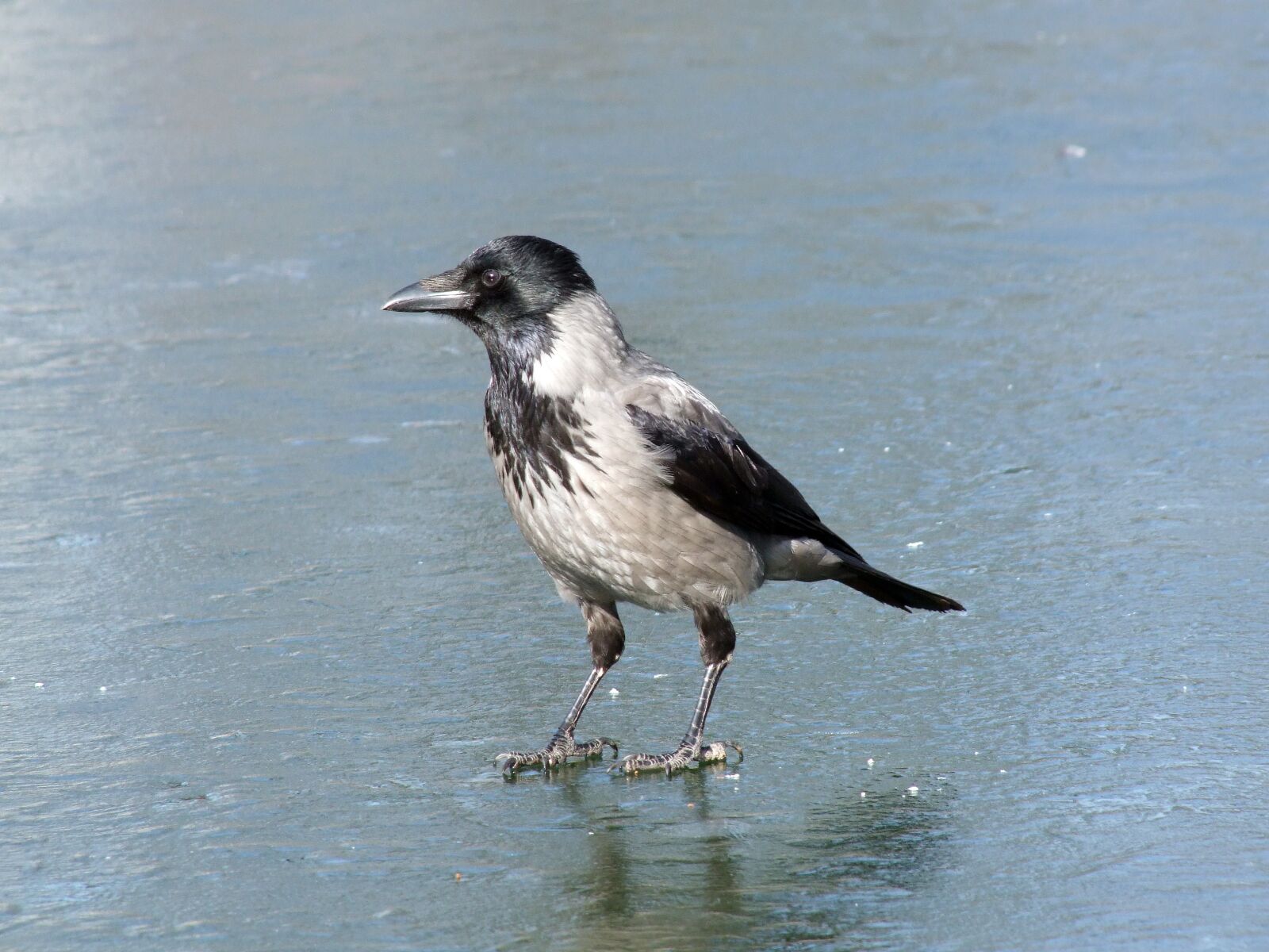 Fujifilm FinePix S100fs sample photo. Hooded crow, bird, feather photography