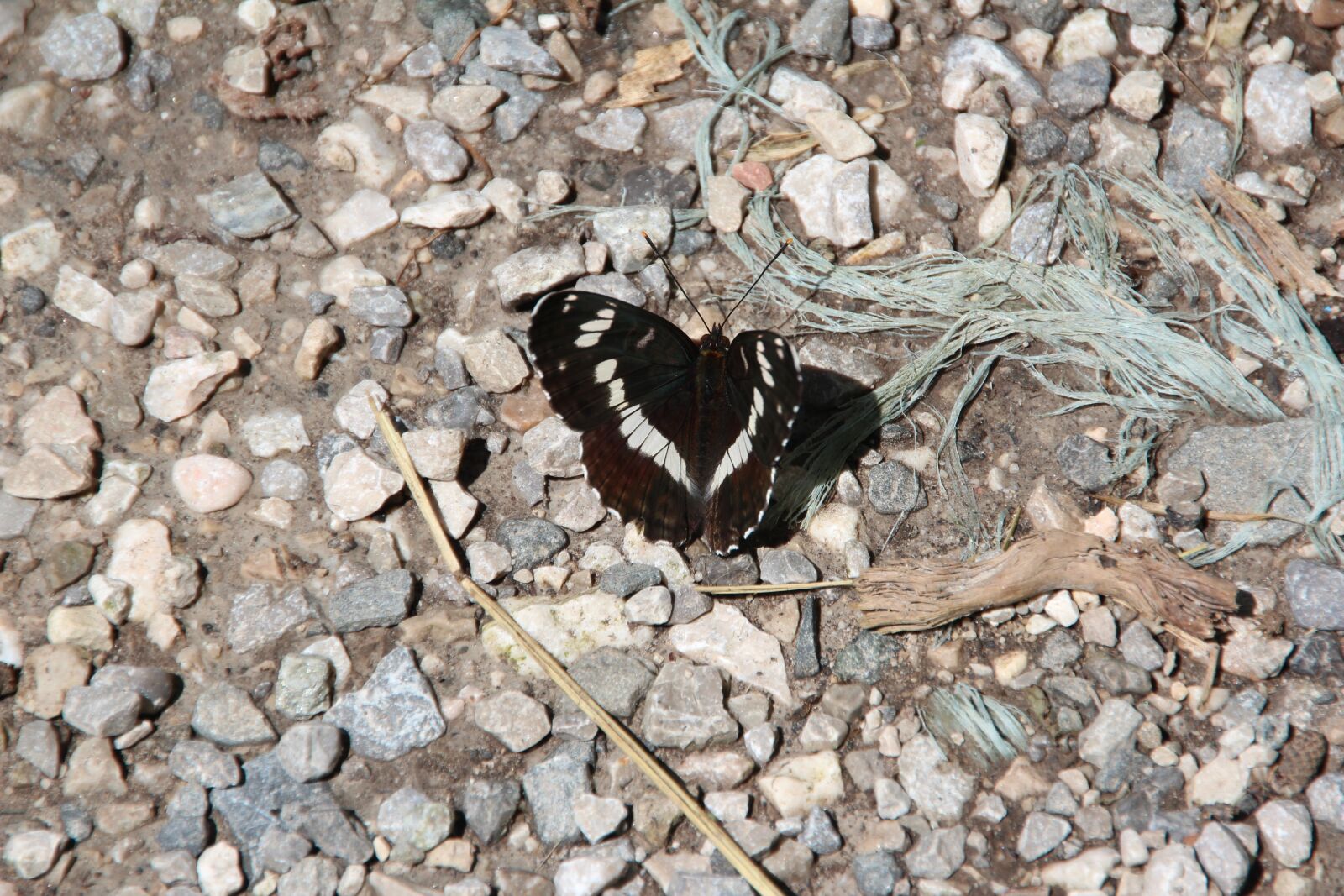 Canon EOS 600D (Rebel EOS T3i / EOS Kiss X5) sample photo. Motte, butterfly, black photography