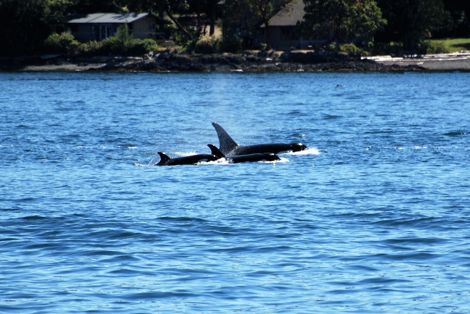 Nikon D80 sample photo. Orca, wal, killer whale photography