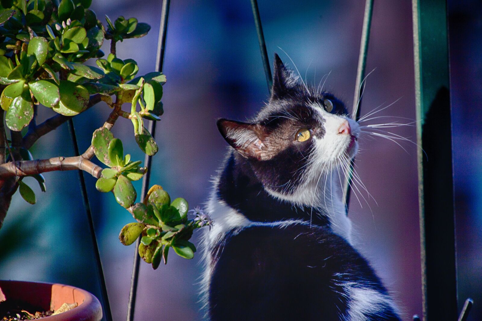 Canon EOS 5D Mark II sample photo. Cat, malai, feline photography