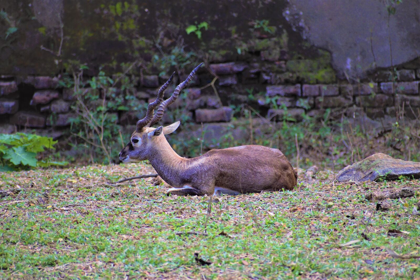 Nikon D5300 sample photo. Deer, antlers, hoofed animal photography