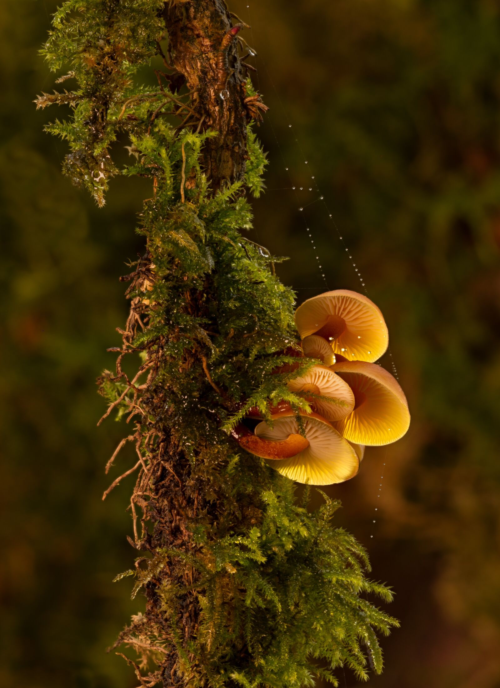 Canon EOS 7D sample photo. Mushroom, mini mushroom, velvet photography