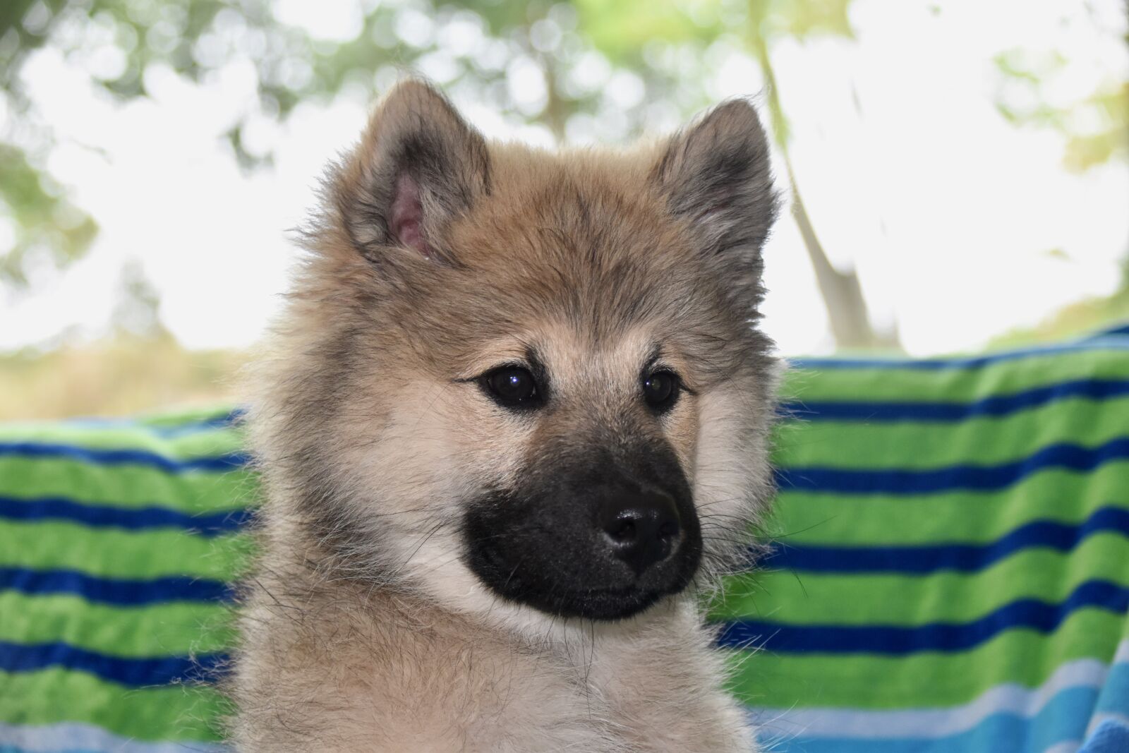 Nikon D5600 sample photo. Dog, pup, dog portrait photography