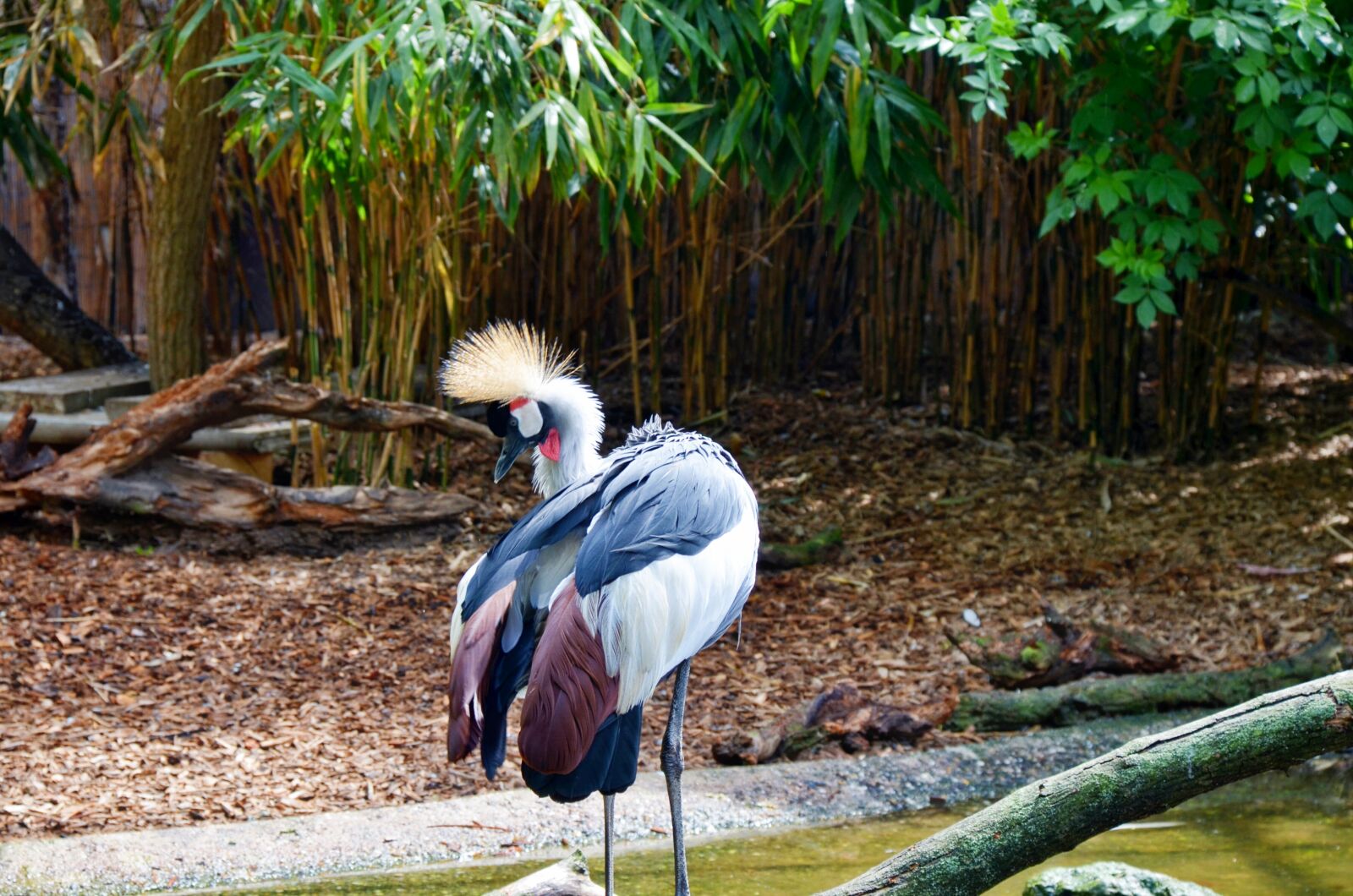 Nikon D5100 sample photo. Nature, tropical, bird photography