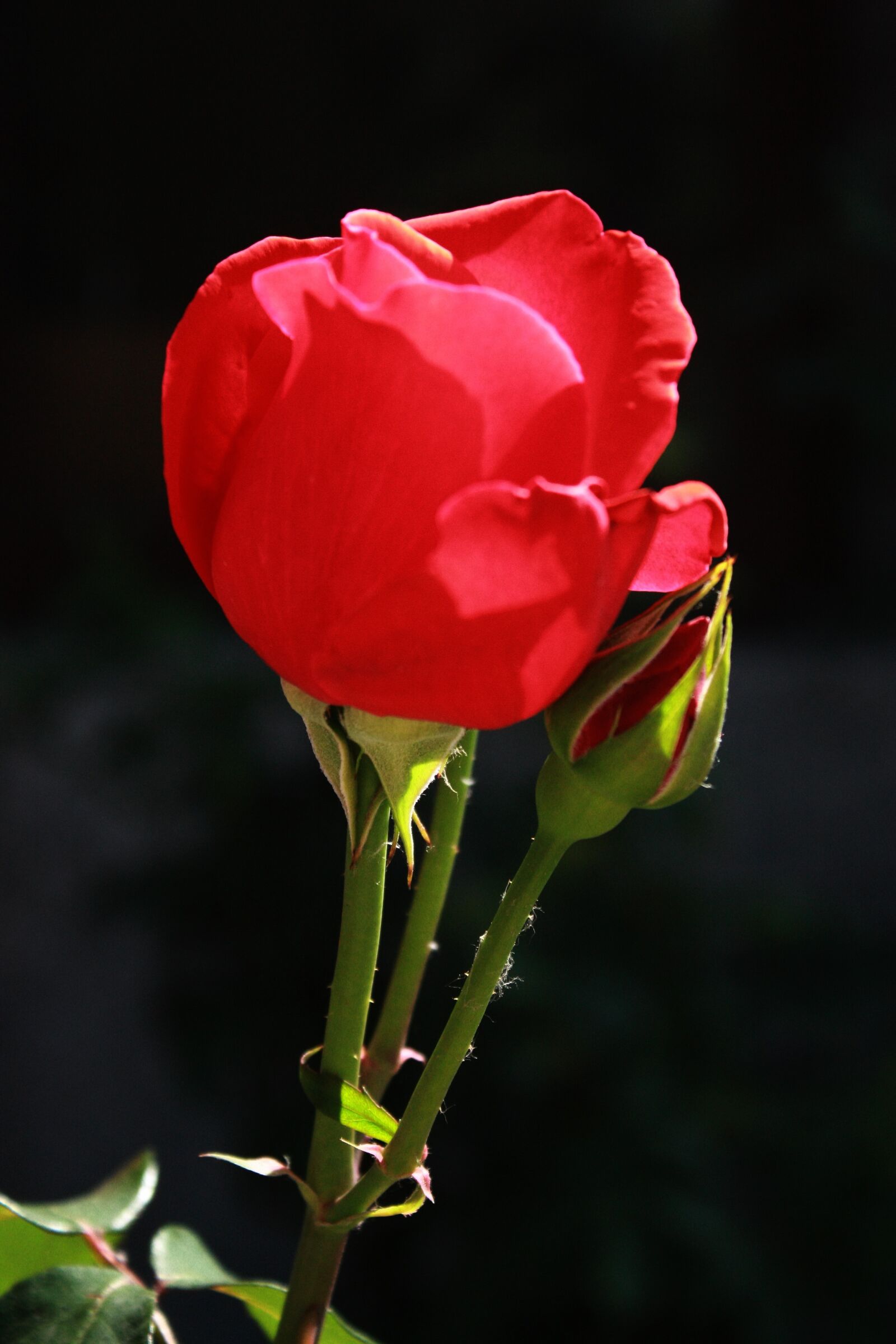Canon EOS 450D (EOS Rebel XSi / EOS Kiss X2) sample photo. Macro, rose, flower photography