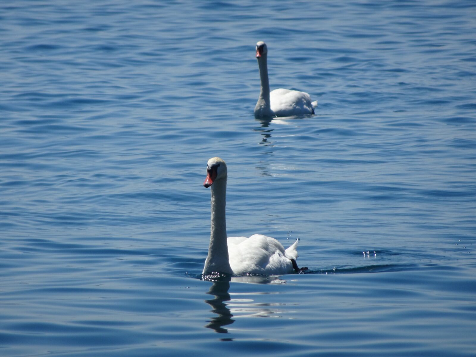 Sony DSC-HX90 sample photo. Swans, animals, birds photography
