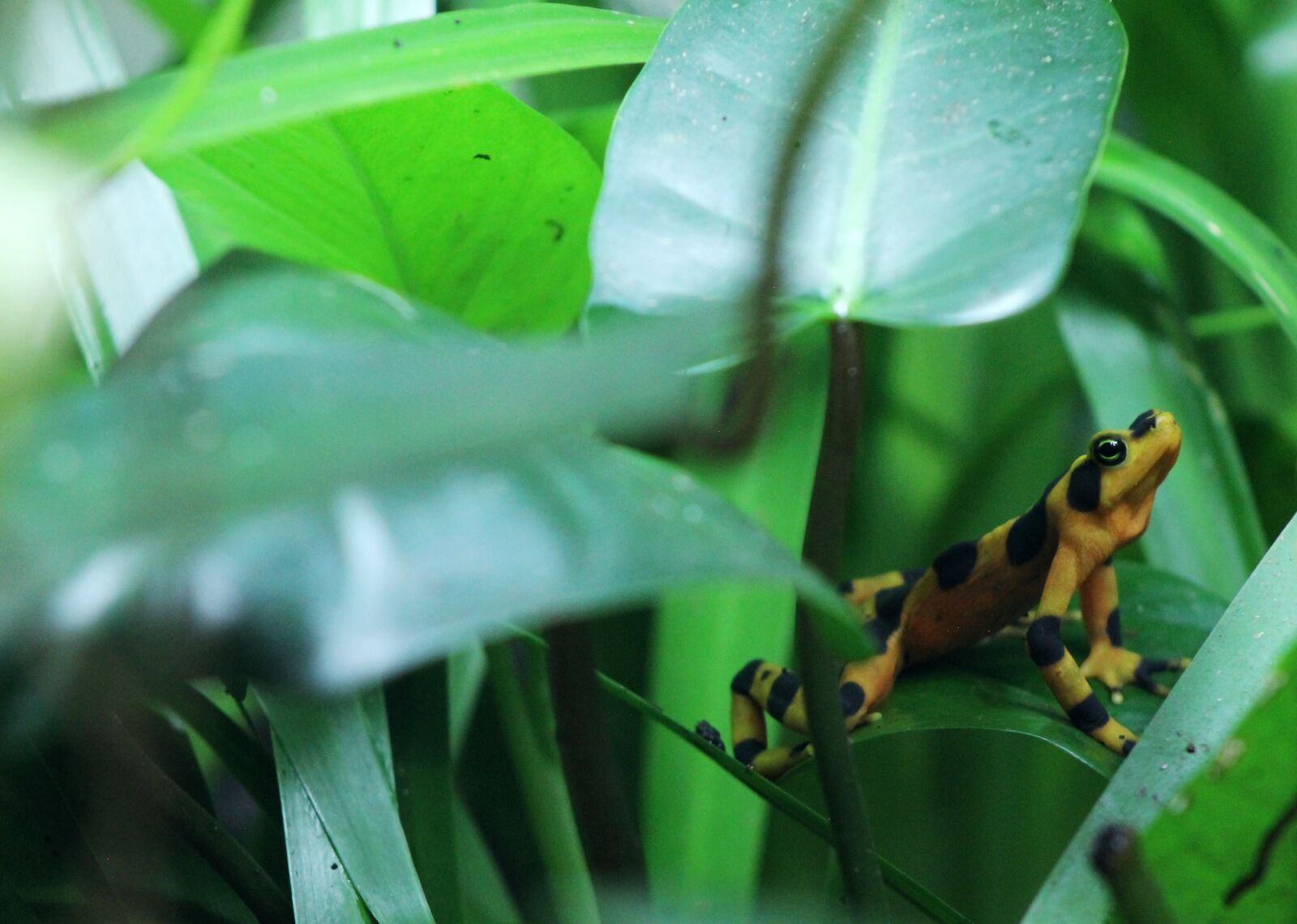 Canon EOS 1100D (EOS Rebel T3 / EOS Kiss X50) sample photo. Dart, frog, amphibian photography