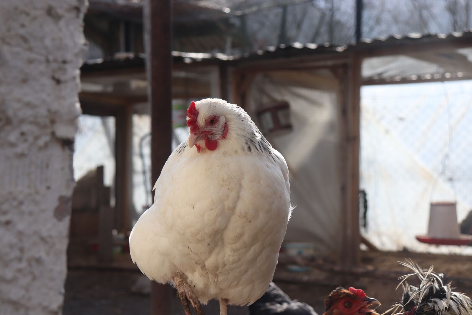 Canon EOS 200D (EOS Rebel SL2 / EOS Kiss X9) sample photo. Chicken, principal, beautiful photography