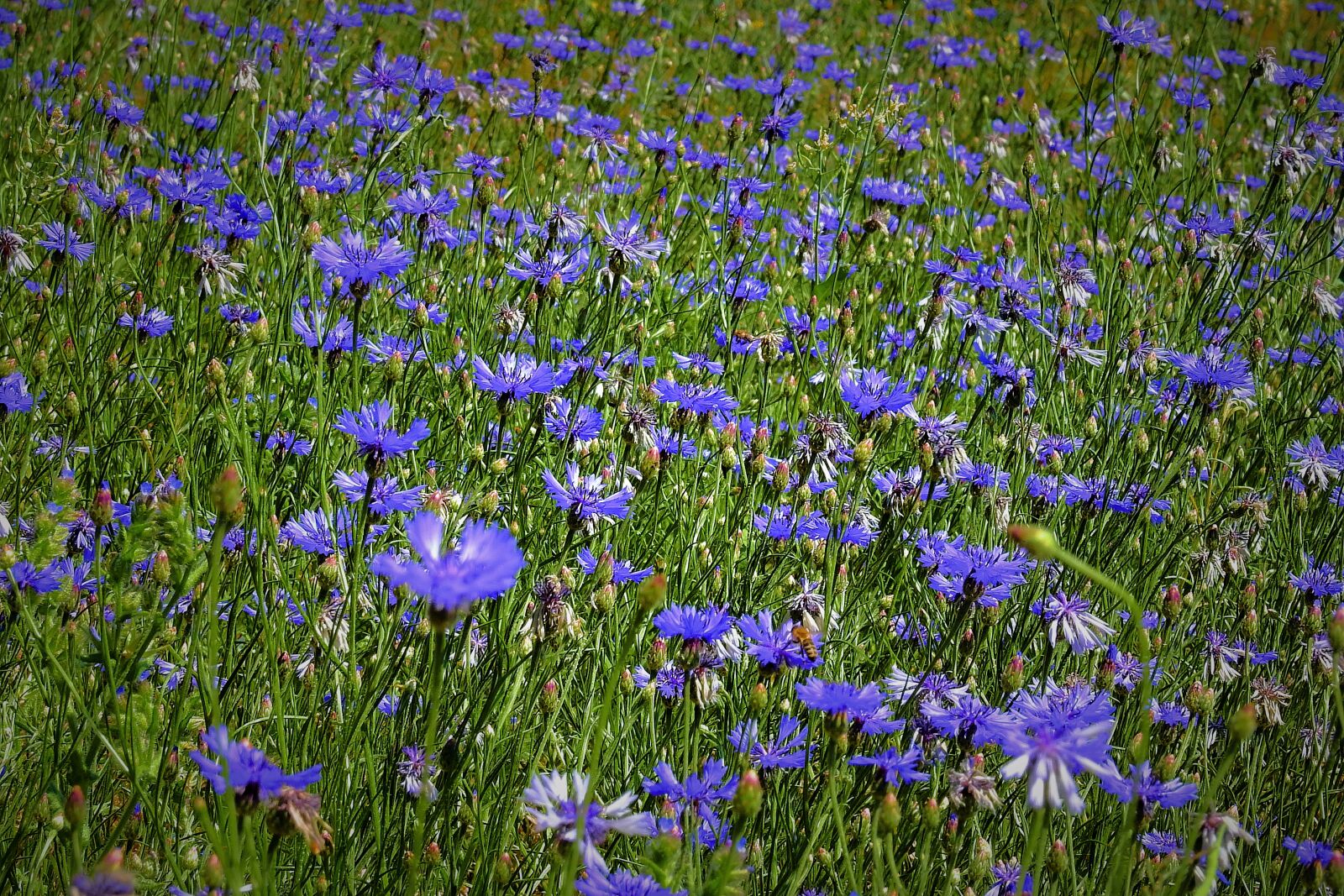 Nikon Coolpix P900 sample photo. Field of cornflowers, spring photography