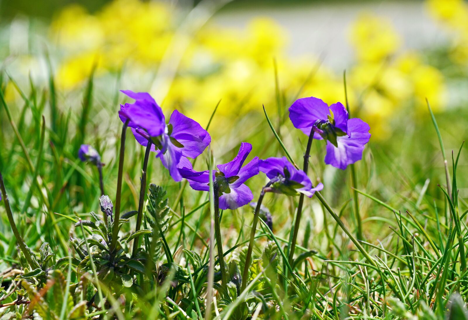 Panasonic Lumix DMC-GH3 sample photo. Blue cyclamen, wild, of photography