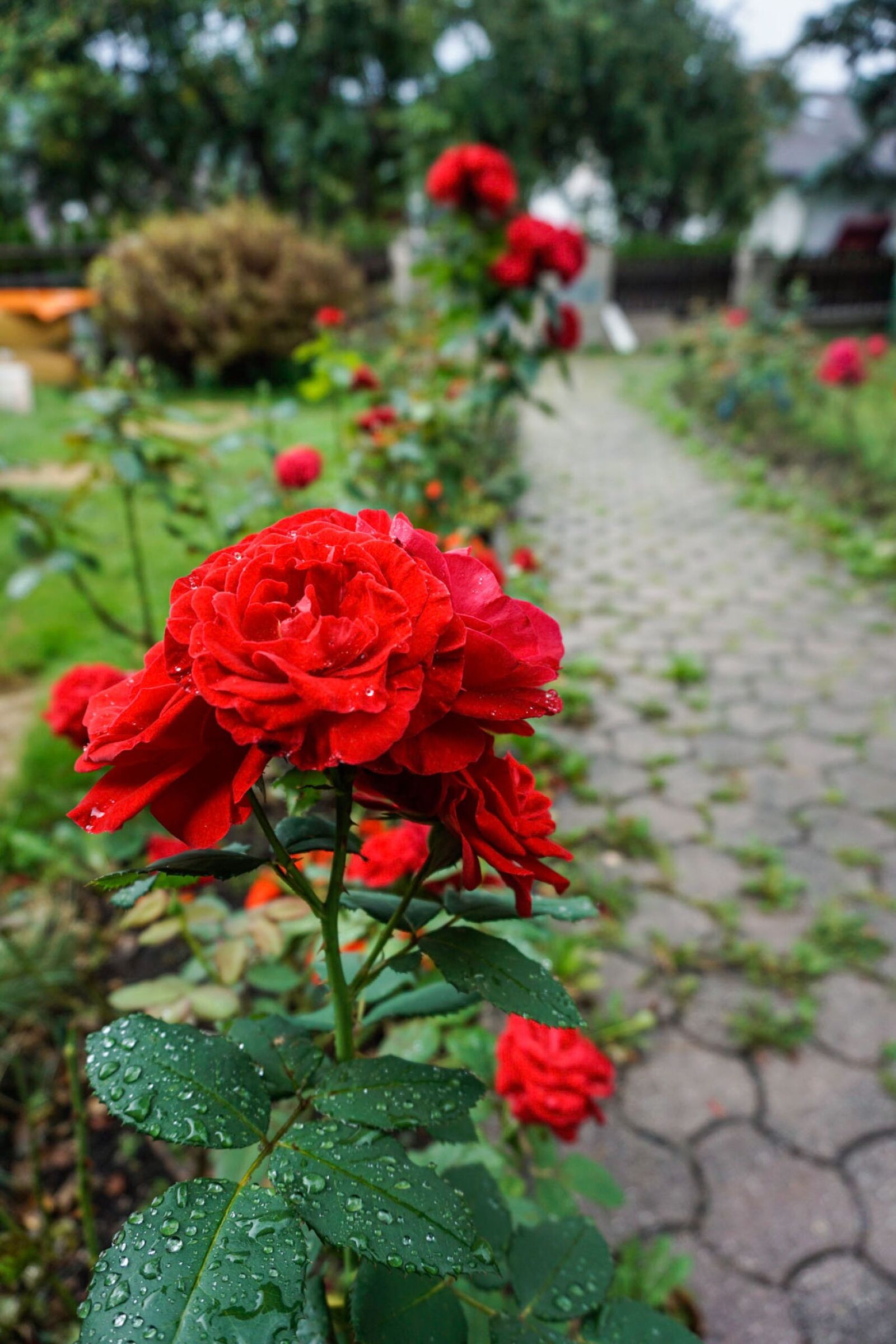 Sony a6000 sample photo. Flowers, roses, leaves photography