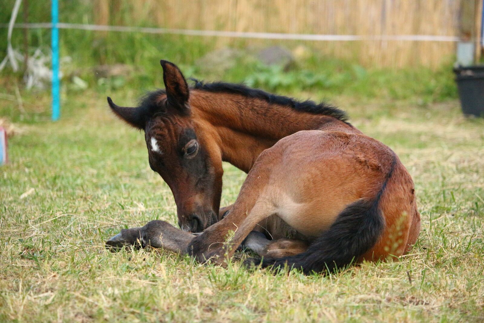 Canon EOS 100D (EOS Rebel SL1 / EOS Kiss X7) sample photo. Horse, foal, suckling photography