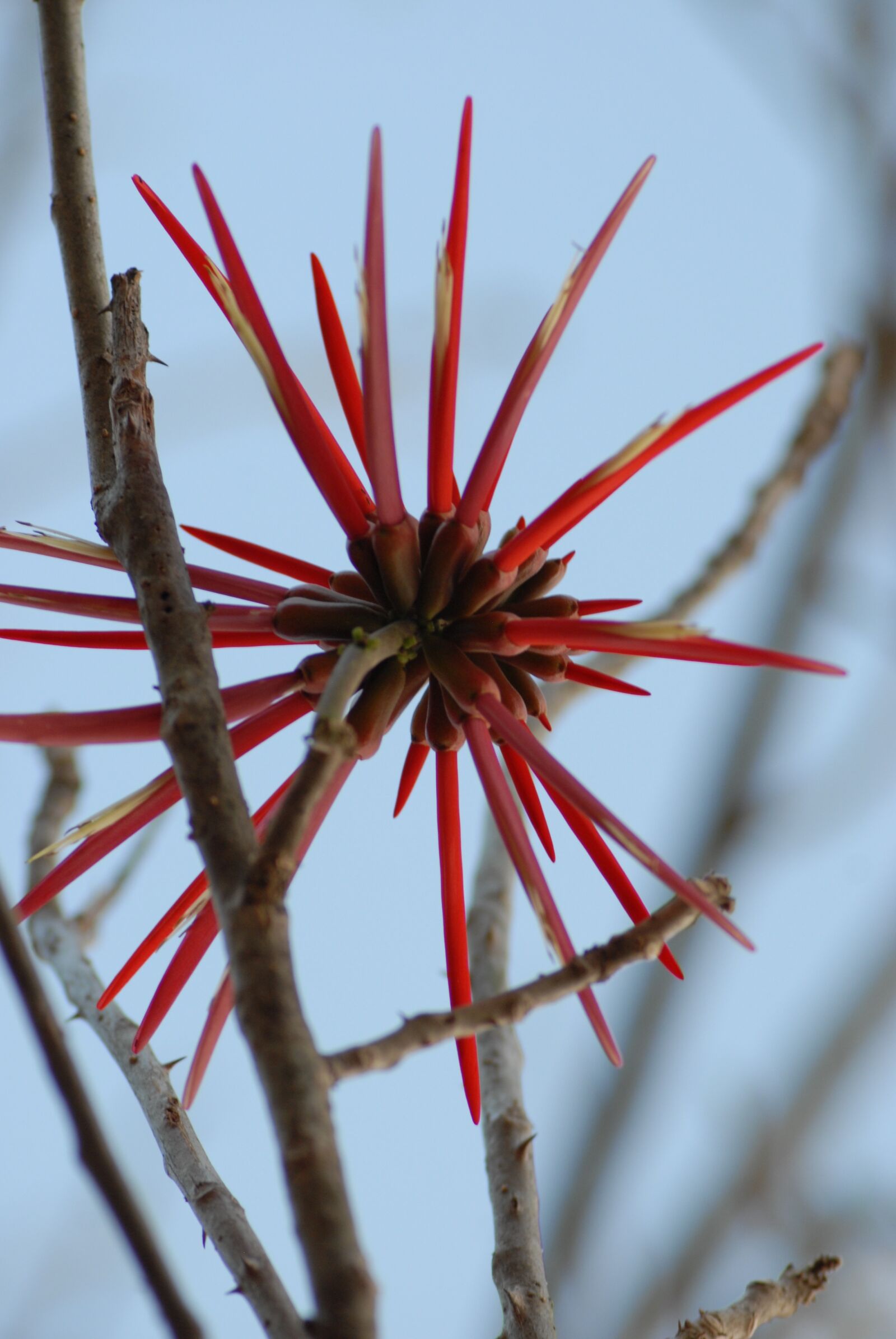 Nikon D200 sample photo. Wild, flora, plants photography